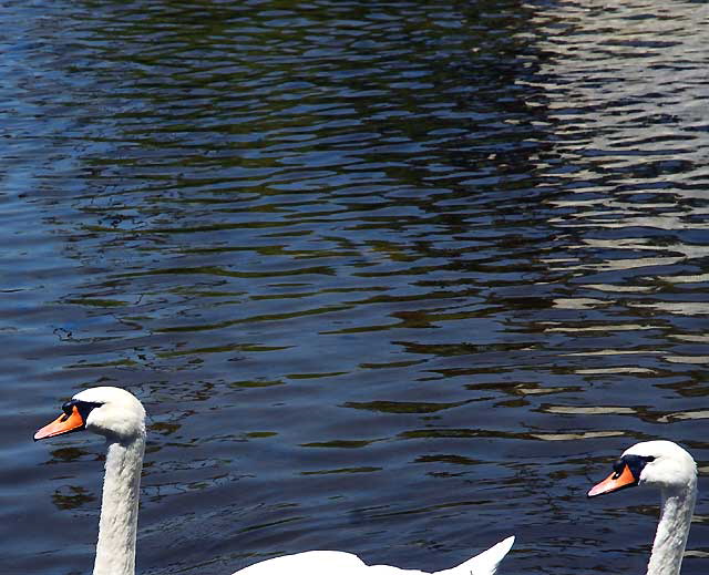 At the lake at the Hollywood Forever Cemetery, Santa Monica Boulevard, Hollywood