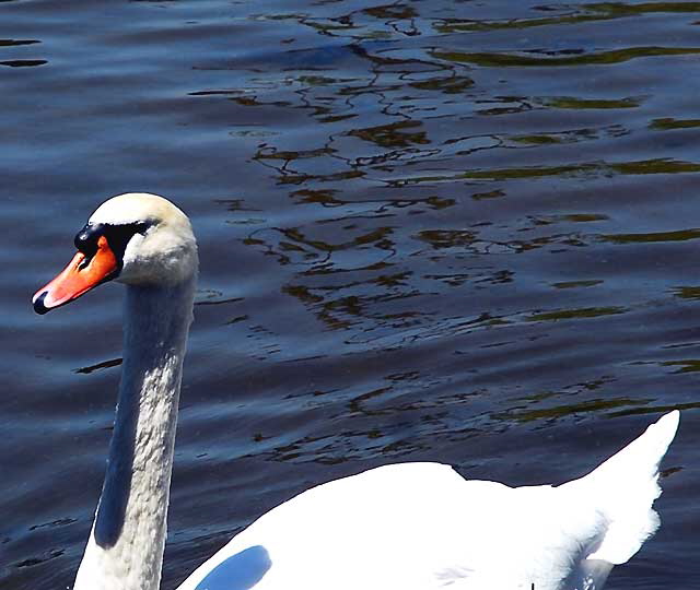 At the lake at the Hollywood Forever Cemetery, Santa Monica Boulevard, Hollywood