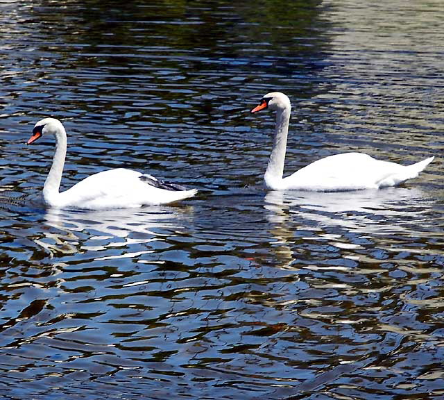 At the lake at the Hollywood Forever Cemetery, Santa Monica Boulevard, Hollywood