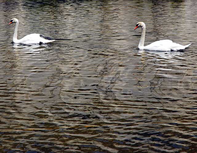 At the lake at the Hollywood Forever Cemetery, Santa Monica Boulevard, Hollywood