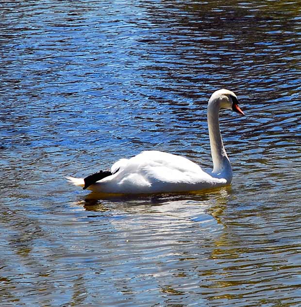 At the lake at the Hollywood Forever Cemetery, Santa Monica Boulevard, Hollywood