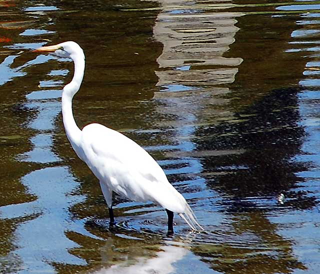 At the lake at the Hollywood Forever Cemetery, Santa Monica Boulevard, Hollywood