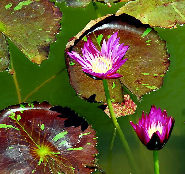 Lotus in the reflecting pool in front of the crypt of Douglas Fairbanks and Douglas Fairbanks Junior at the Hollywood Forever Cemetery