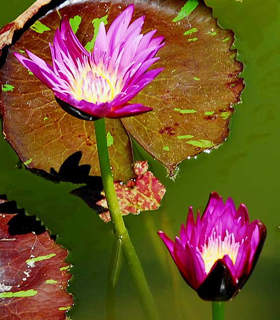 Lotus in the reflecting pool in front of the crypt of Douglas Fairbanks and Douglas Fairbanks Junior at the Hollywood Forever Cemetery