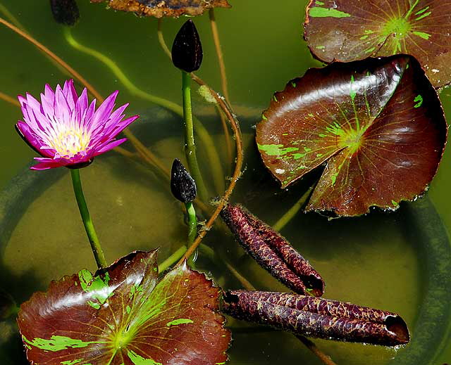 Lotus in the reflecting pool in front of the crypt of Douglas Fairbanks and Douglas Fairbanks Junior at the Hollywood Forever Cemetery