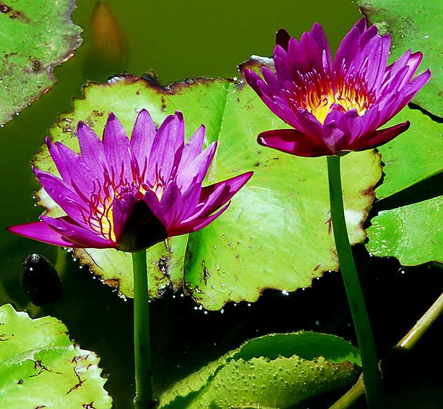 Lotus in the reflecting pool in front of the crypt of Douglas Fairbanks and Douglas Fairbanks Junior at the Hollywood Forever Cemetery