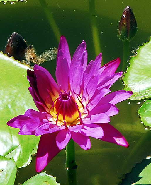 Lotus in the reflecting pool in front of the crypt of Douglas Fairbanks and Douglas Fairbanks Junior at the Hollywood Forever Cemetery