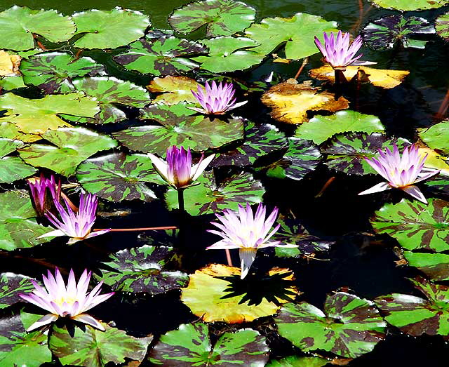 Lotus in the reflecting pool in front of the crypt of Douglas Fairbanks and Douglas Fairbanks Junior at the Hollywood Forever Cemetery