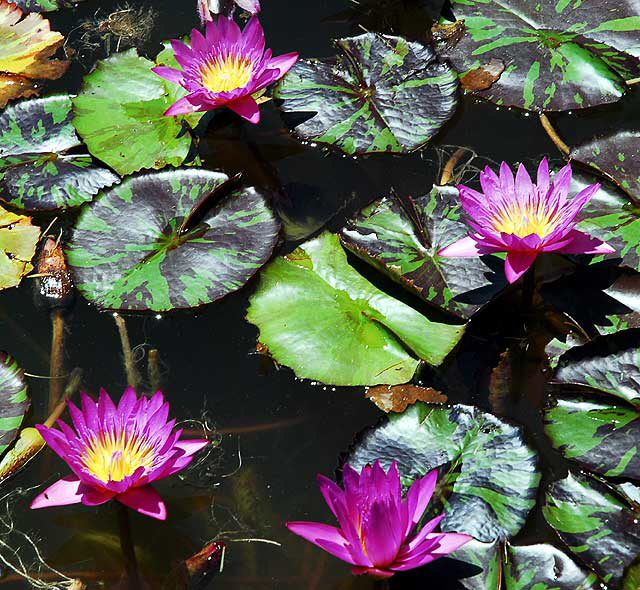 Lotus in the reflecting pool in front of the crypt of Douglas Fairbanks and Douglas Fairbanks Junior at the Hollywood Forever Cemetery