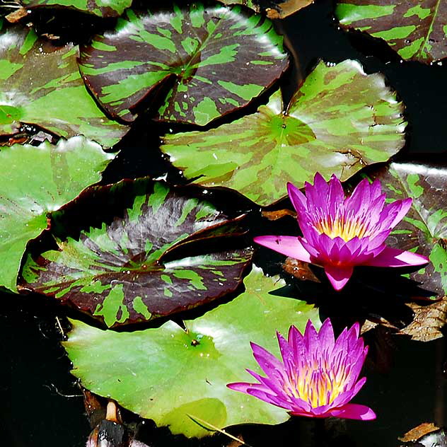 Lotus in the reflecting pool in front of the crypt of Douglas Fairbanks and Douglas Fairbanks Junior at the Hollywood Forever Cemetery