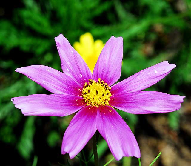 Curbside Daisy, West Hollywood, Saturday, July 17, 2010