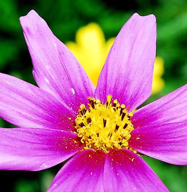 Curbside Daisy, West Hollywood, Saturday, July 17, 2010