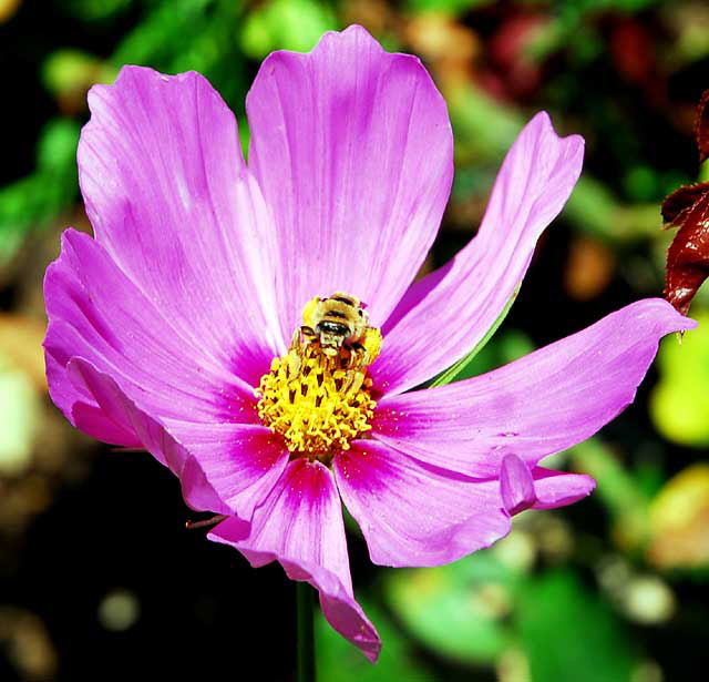 Curbside Daisy, West Hollywood, Saturday, July 17, 2010