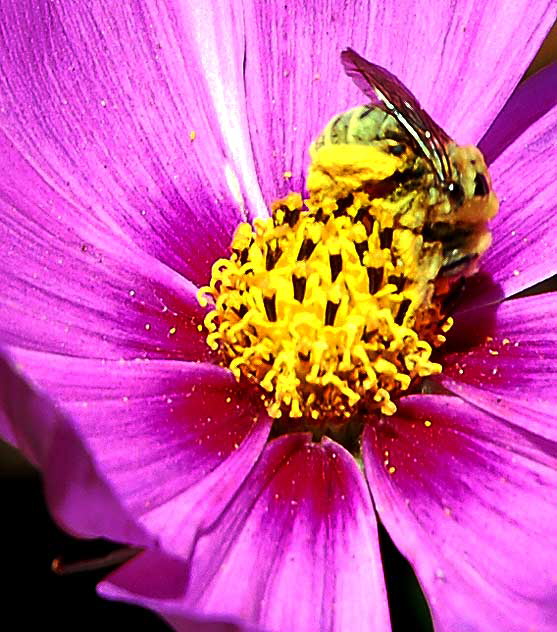 Curbside Daisy, West Hollywood, Saturday, July 17, 2010