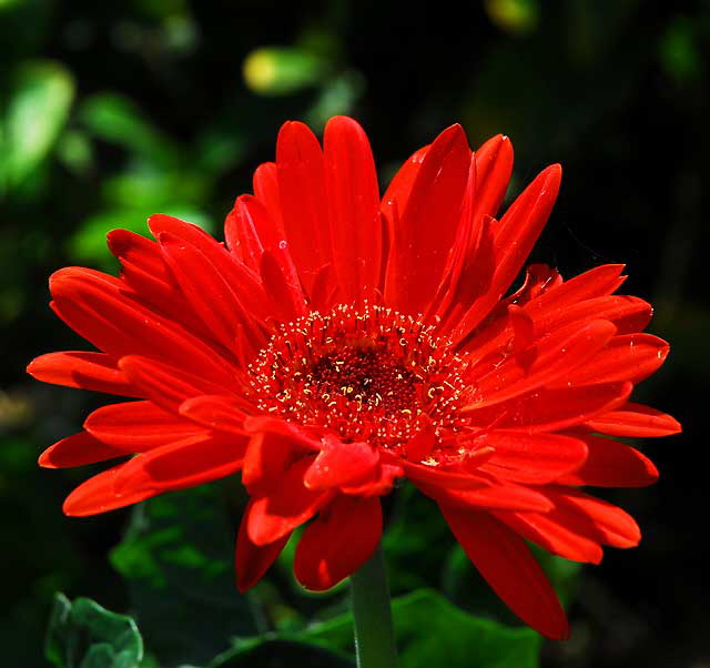 Curbside Daisy, West Hollywood, Saturday, July 17, 2010