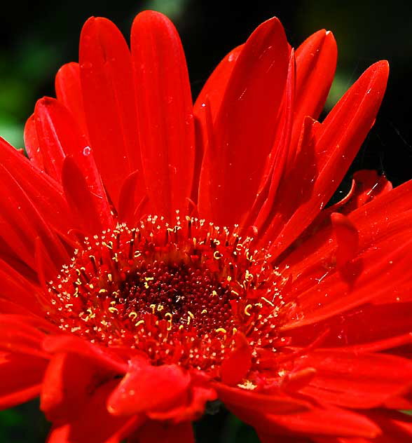 Curbside Daisy, West Hollywood, Saturday, July 17, 2010