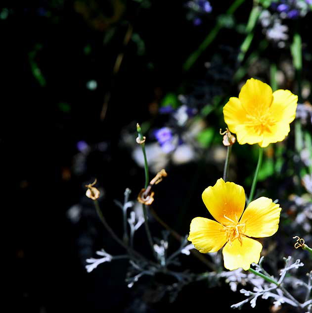 Curbside Daisy, West Hollywood, Saturday, July 17, 2010