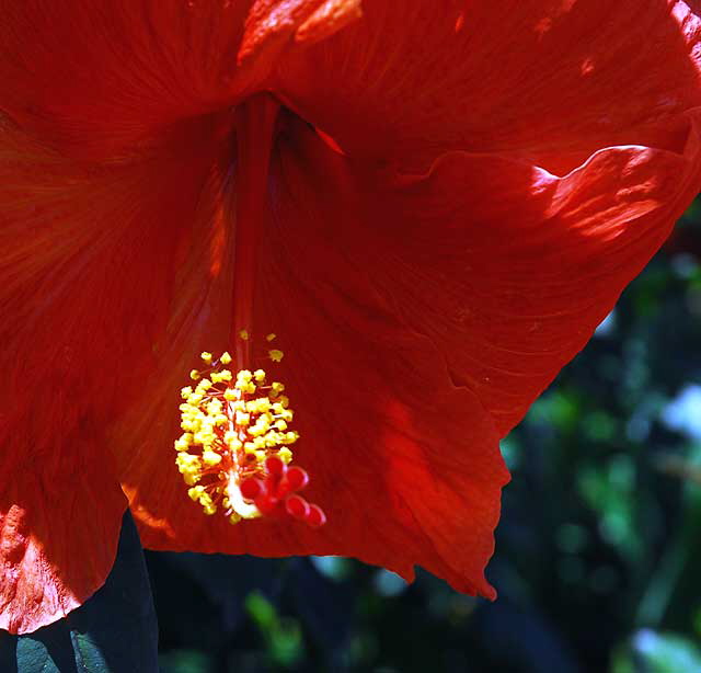 Hibiscus