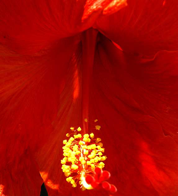 Hibiscus