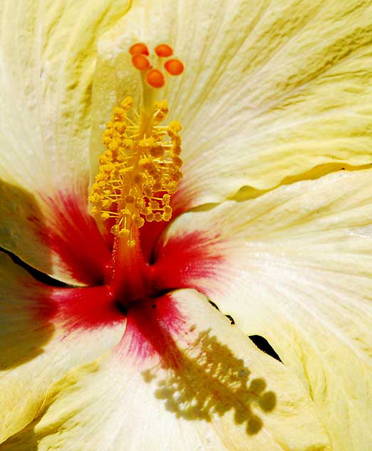 Hibiscus