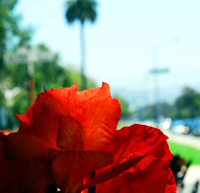 Canna Lily