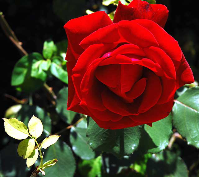 Rose in "Betty's Garden" - Beverly Hills Garden Park, Santa Monica Boulevard, Beverly Hills