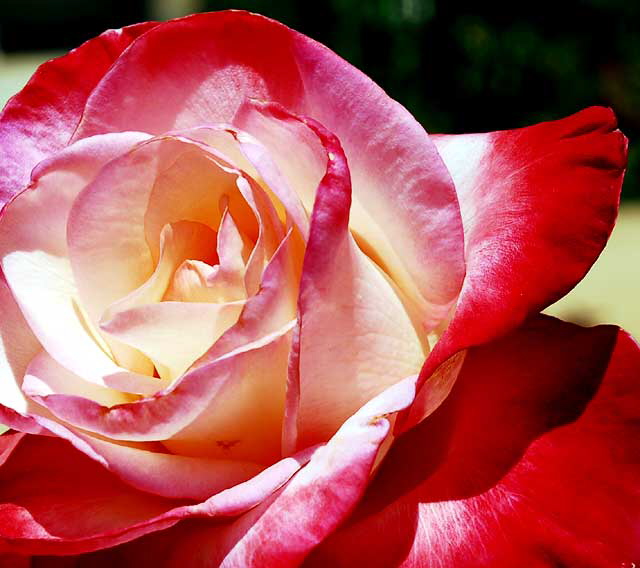 Rose in "Betty's Garden" - Beverly Hills Garden Park, Santa Monica Boulevard, Beverly Hills