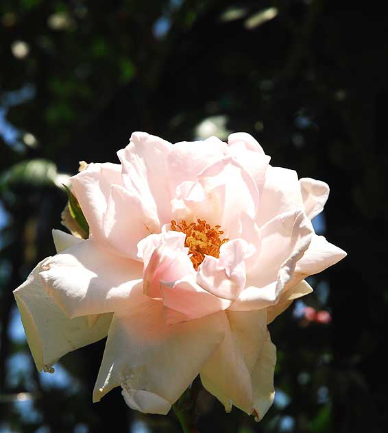 Rose in "Betty's Garden" - Beverly Hills Garden Park, Santa Monica Boulevard, Beverly Hills