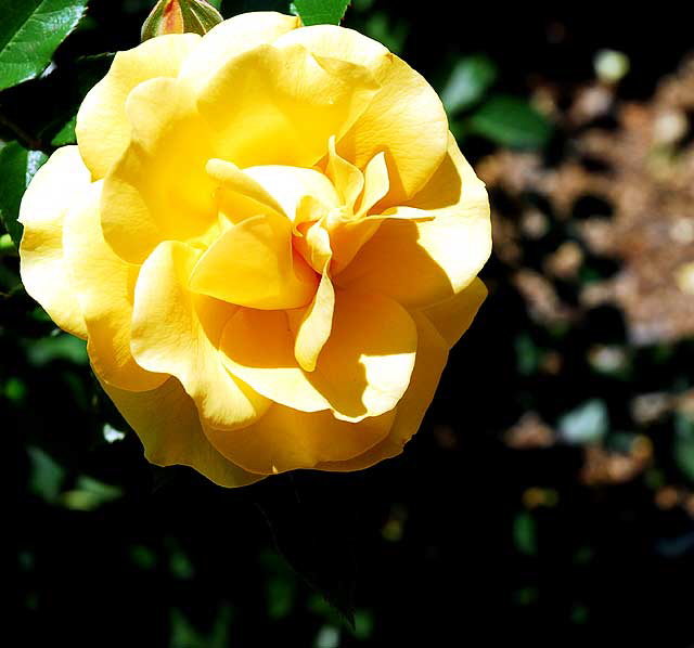 Rose in "Betty's Garden" - Beverly Hills Garden Park, Santa Monica Boulevard, Beverly Hills