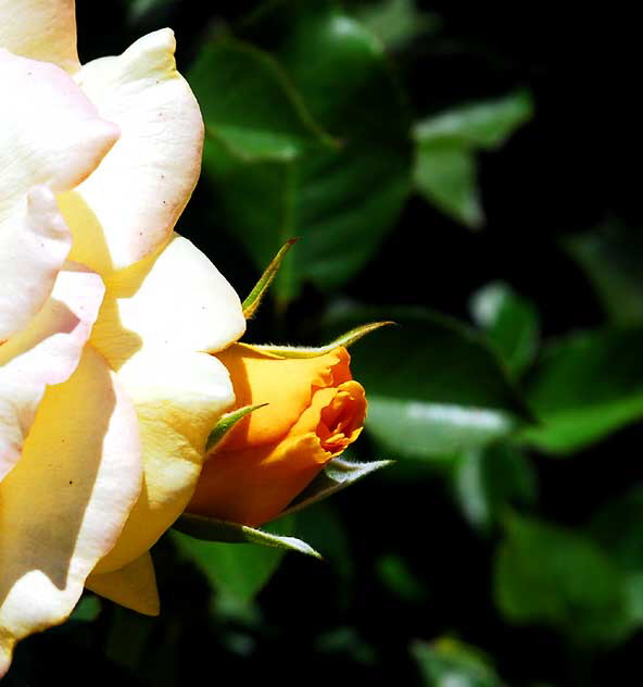 Rose in "Betty's Garden" - Beverly Hills Garden Park, Santa Monica Boulevard, Beverly Hills