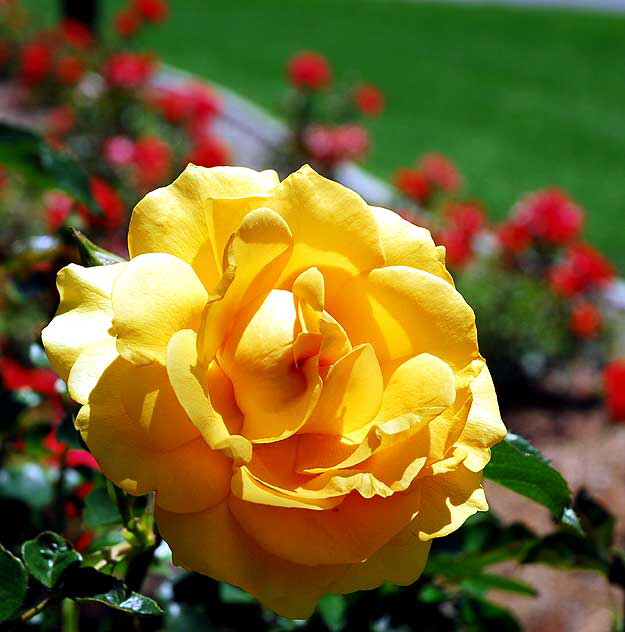 Rose in "Betty's Garden" - Beverly Hills Garden Park, Santa Monica Boulevard, Beverly Hills