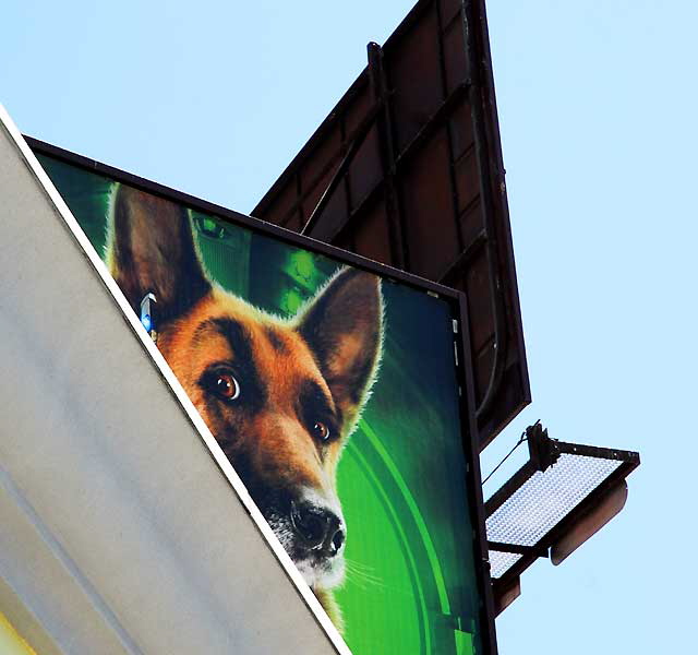 Billboard Dog, Fairfax Avenue