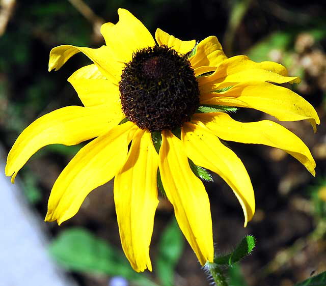 Black-Eyed Susan 