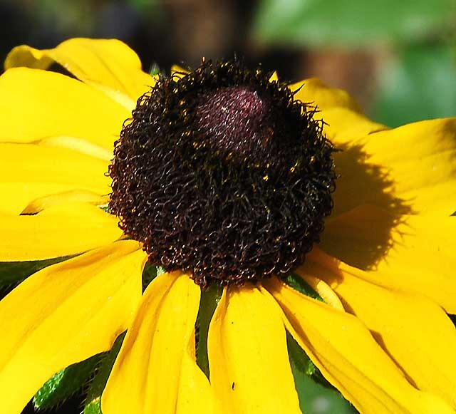 Black-Eyed Susan 