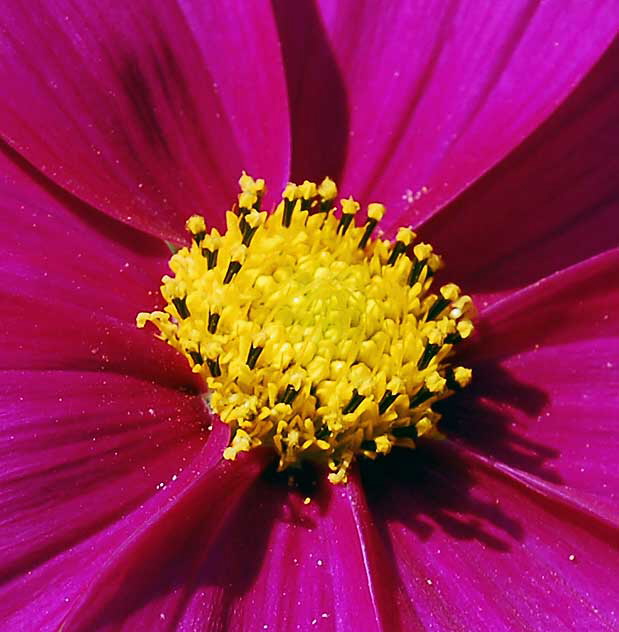 Yellow centers - Shasta daisy