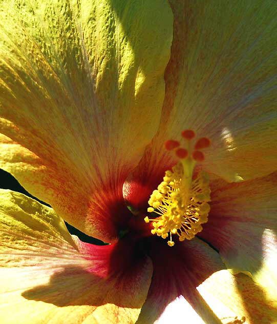 Yellow Hibiscus