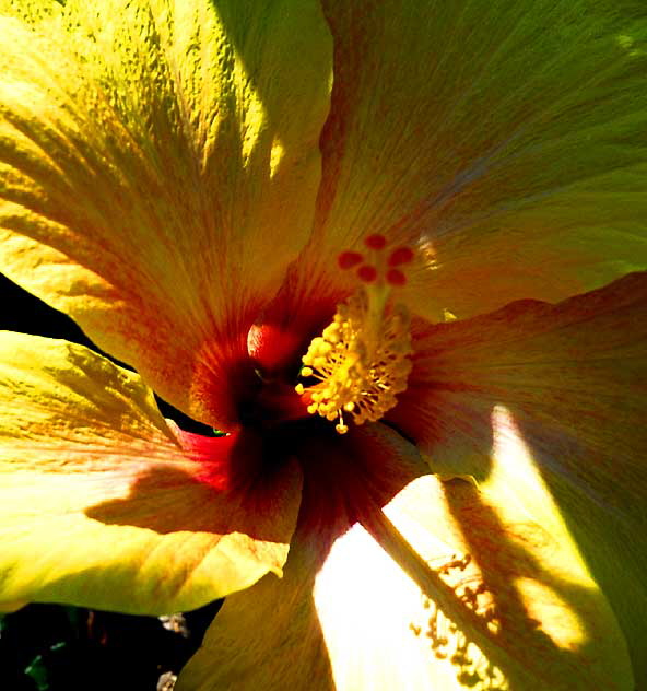 Yellow Hibiscus