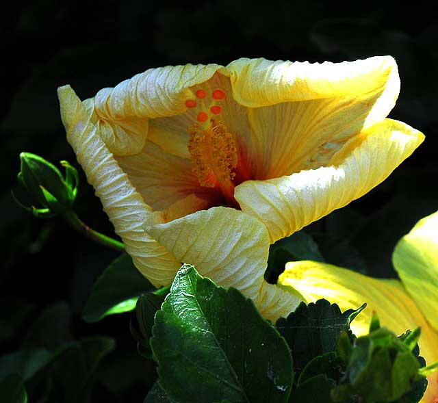 Yellow Hibiscus