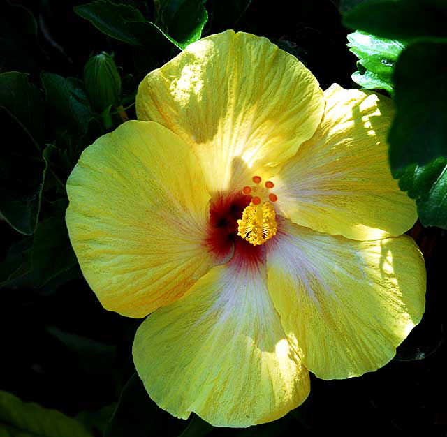 Yellow Hibiscus