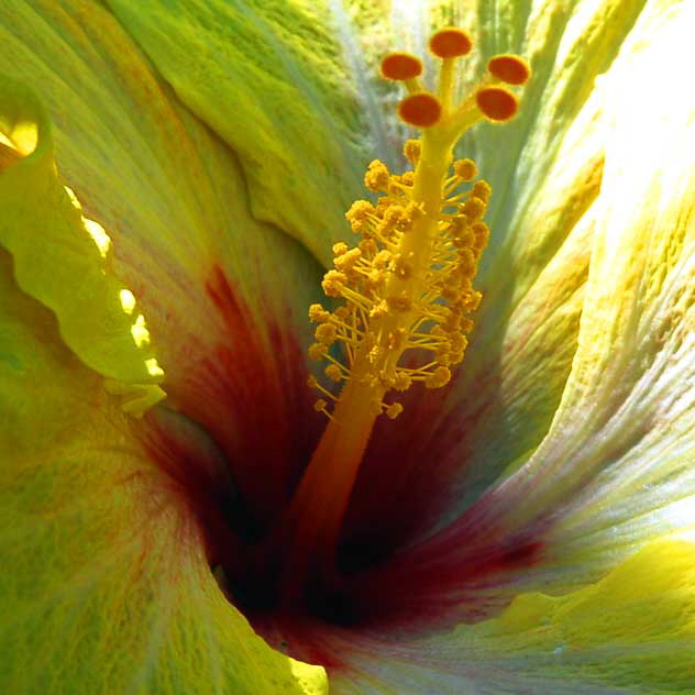 Yellow Hibiscus