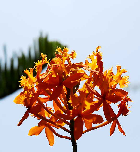 Odd Orange Bloom