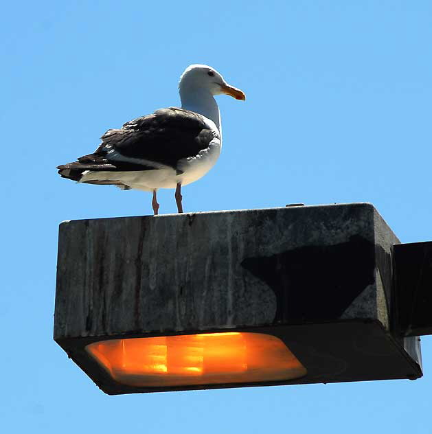 Seagull, Marina Del Rey, Los Angeles