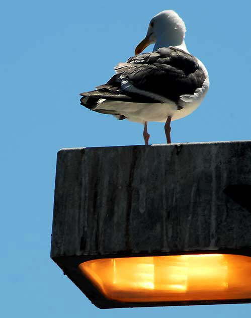 Seagull, Marina Del Rey, Los Angeles