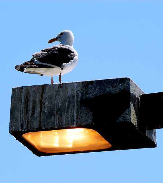 Seagull, Marina Del Rey, Los Angeles