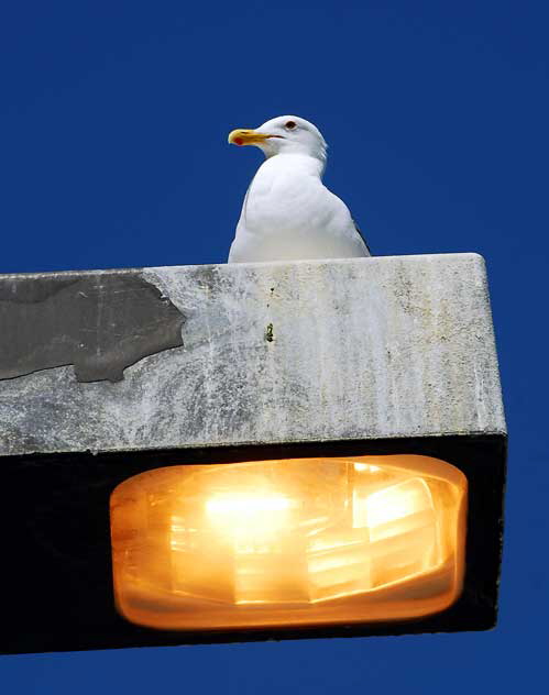 Seagull, Marina Del Rey, Los Angeles