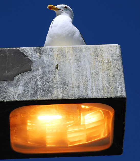 Seagull, Marina Del Rey, Los Angeles