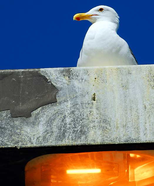 Seagull, Marina Del Rey, Los Angeles