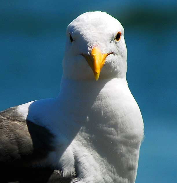 Seagull, Marina Del Rey, Los Angeles