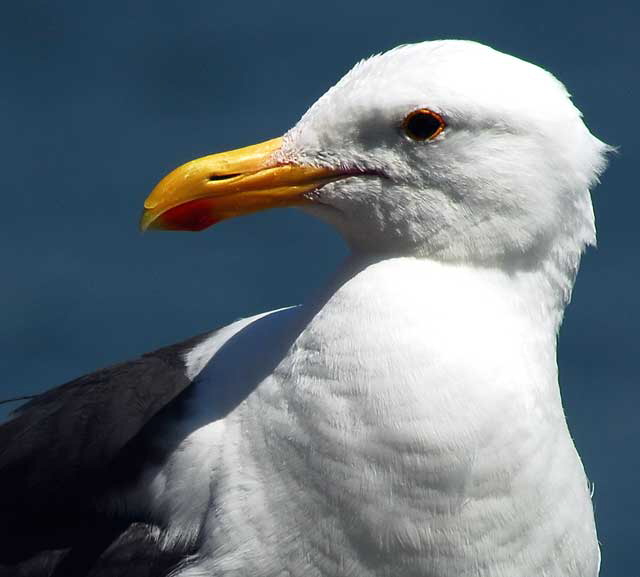 Seagull, Marina Del Rey, Los Angeles