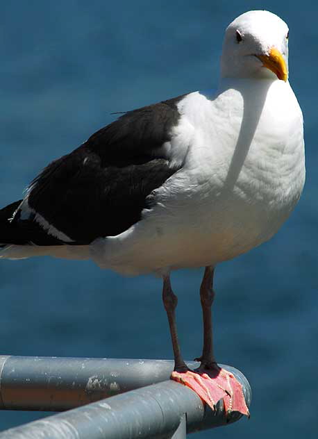 Seagull, Marina Del Rey, Los Angeles